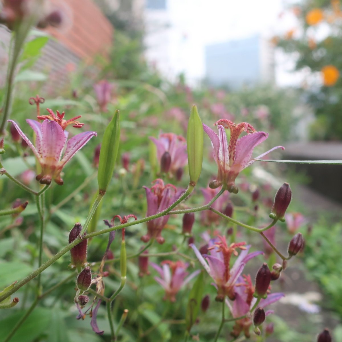 KNarujima's tweet photo. Toad lilies. #タイワンホトトギス（#台湾杜鵑草）。👉 https://t.co/vT8fzeGhiM

#toadlily #tricyrtisformosana https://t.co/6yLJHrudNW