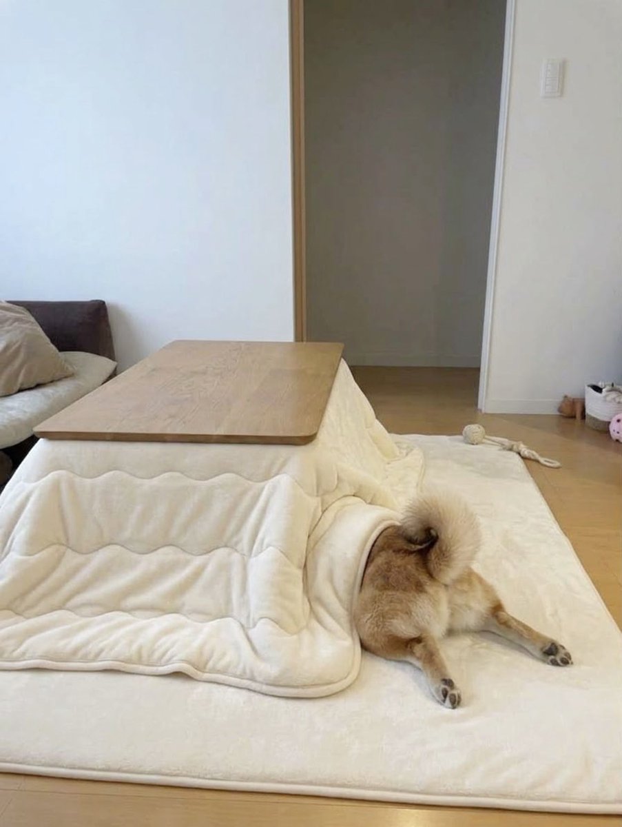momonosekaiii's tweet photo. 生まれて初めてコタツを体験した犬が野生の勘とか全部捨ててる https://t.co/XPpzE9WHg1