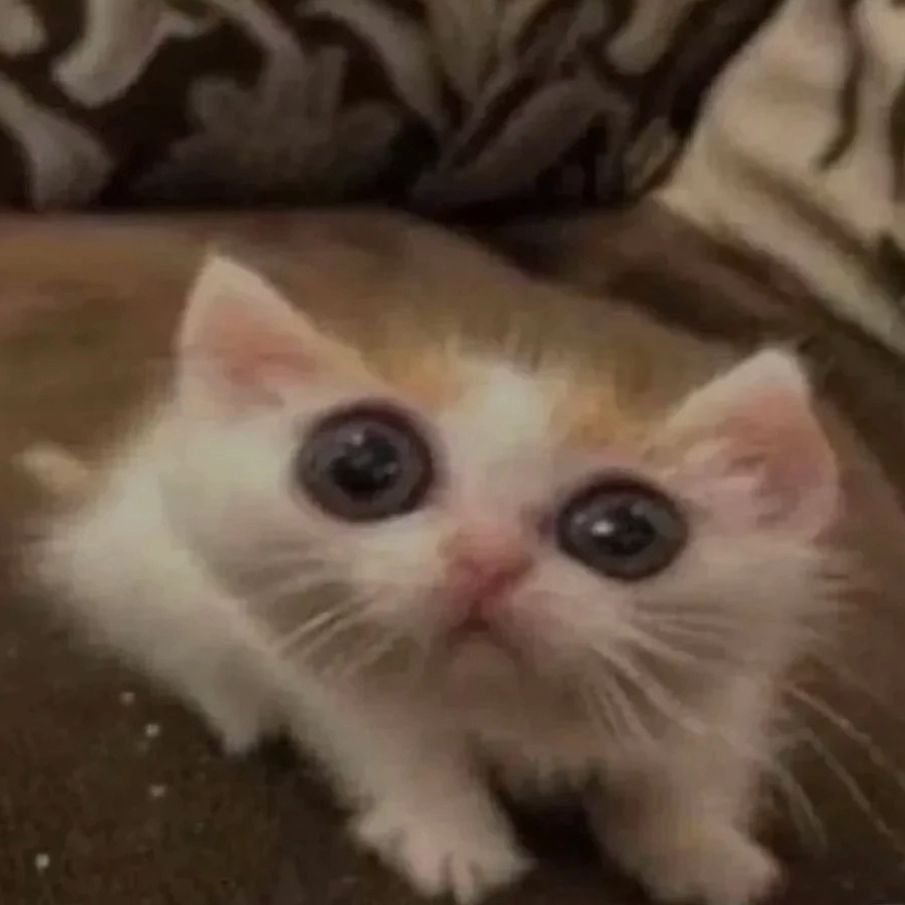 PunchingCat's tweet photo. https://t.co/g515PLfLR0