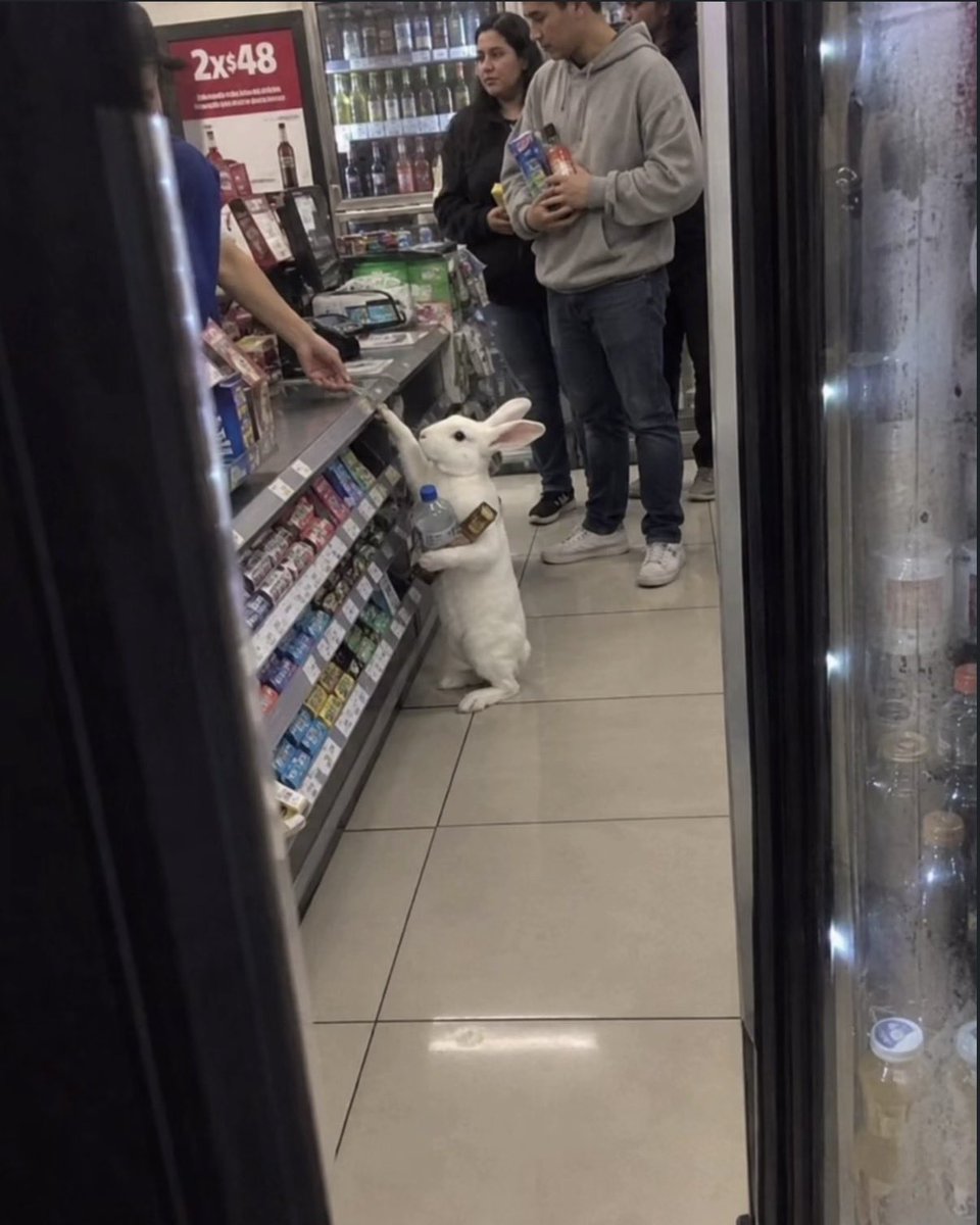 rubens_2026's tweet photo. What is bro doing ? 😭
#rabbit #oxxo https://t.co/aZTKFuYhyn