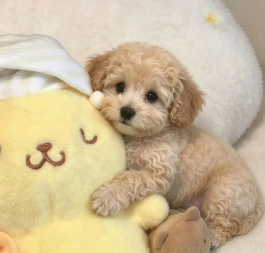 ikeukive's tweet photo. puppy jake of the day https://t.co/78HTaSYLKb