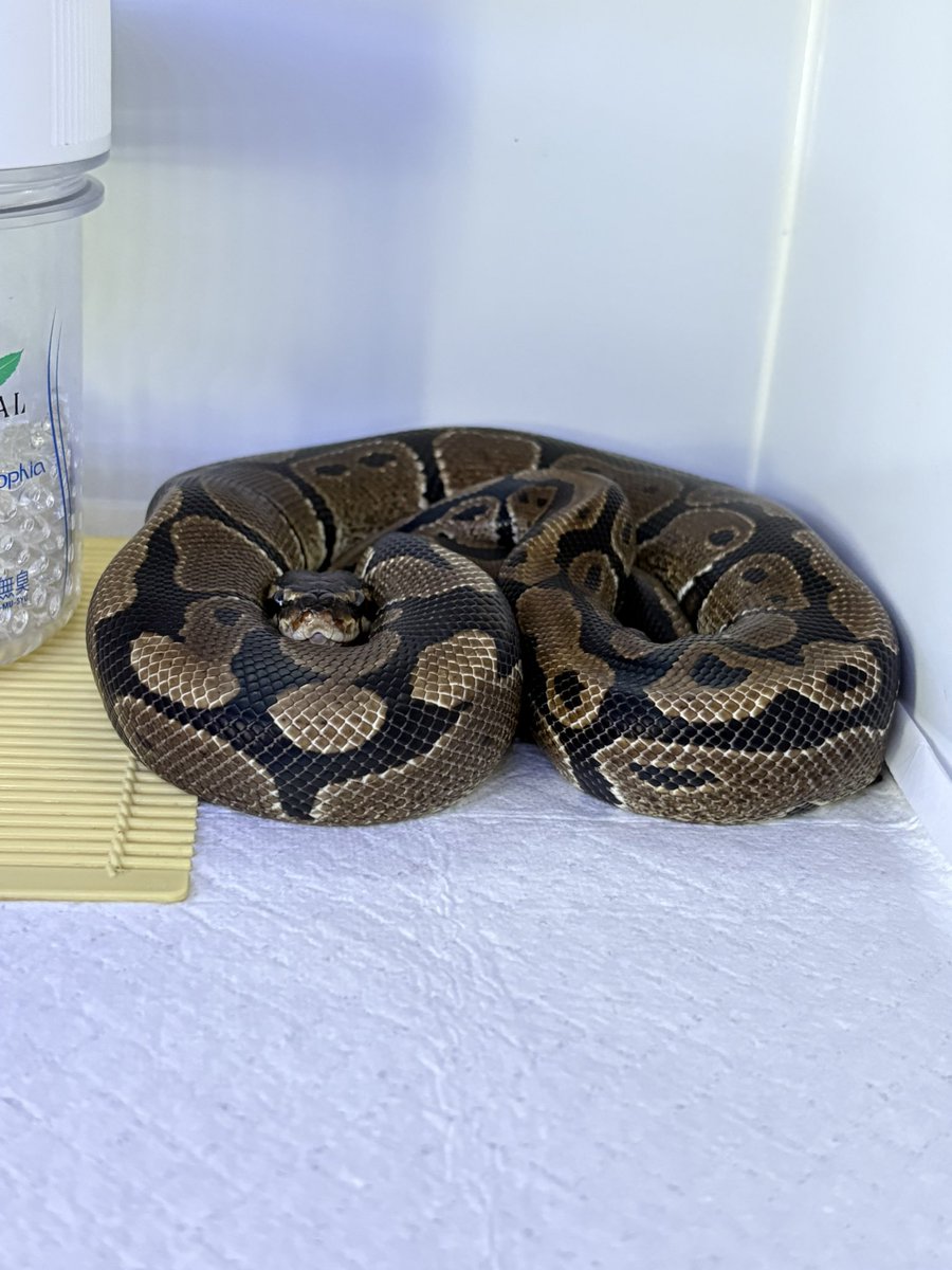 futaba_snake tweet picture