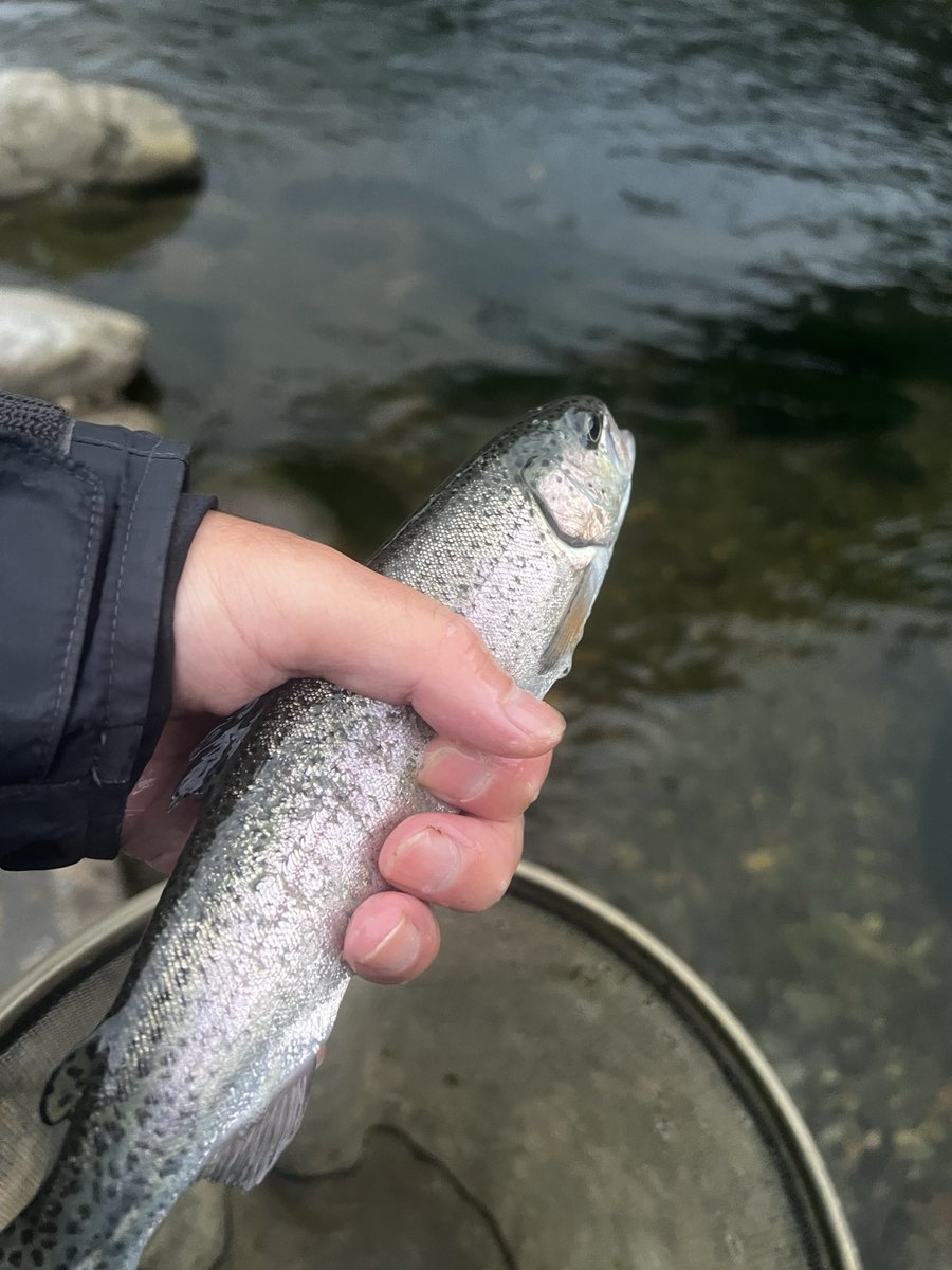 obaryutaro3's tweet photo. 毎日釣行188日目

おはようござい鱒。

あまりに厳しい寒河江川のニジマス延長区。

魚を残しておいたので、かろうじて7匹。

ボウズと隣り合わせのギリギリの釣り。

細かい石の隙間まで攻めて、やっと食う感じ。

いつまで持つか。

#渓流釣り #釣り #釣果 #山形県 https://t.co/Odoet5zlRT