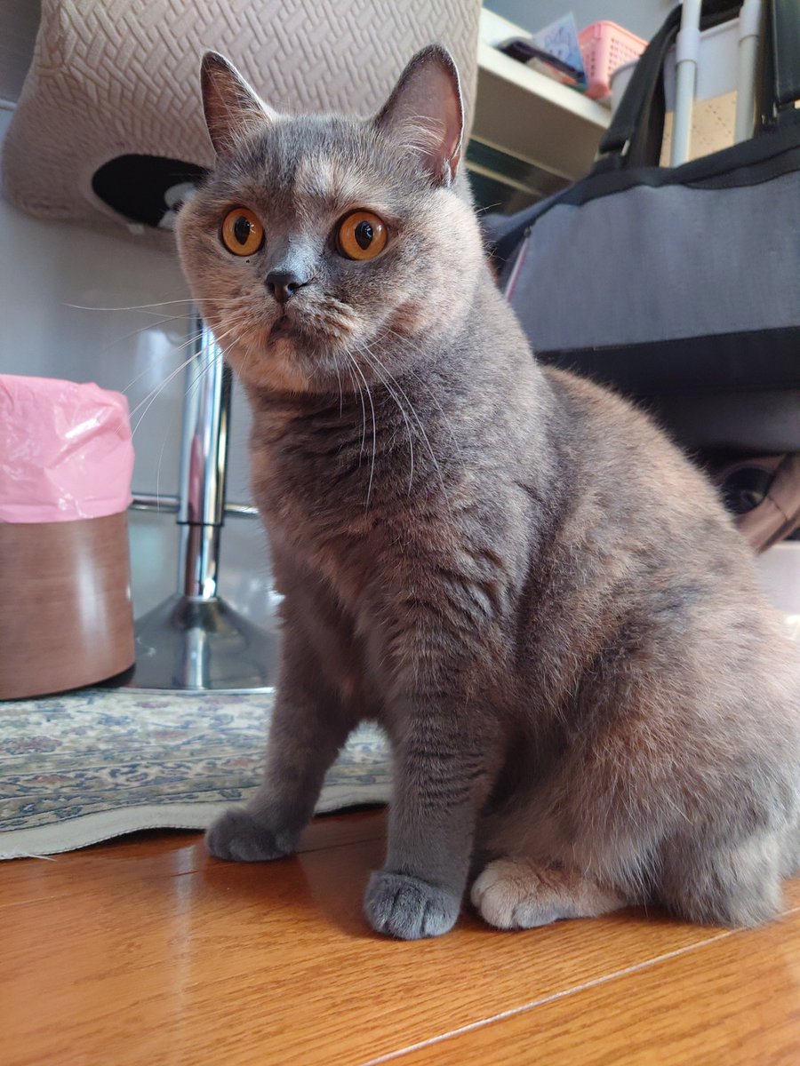 pote_rong's tweet photo. おはモカちゃん
#ブリティッシュショートヘア 
#猫のいる暮らし https://t.co/Aj0pxVhM8r
