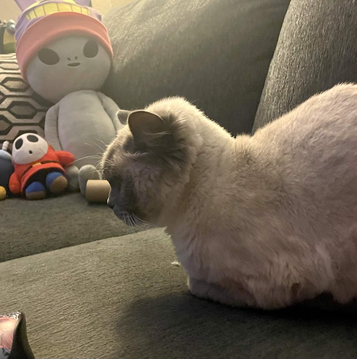 BrainDumpTweets's tweet photo. My cat and his lil flattop fuckass haircut like yeah fuckit bro its your life https://t.co/dgaGcX2YuP