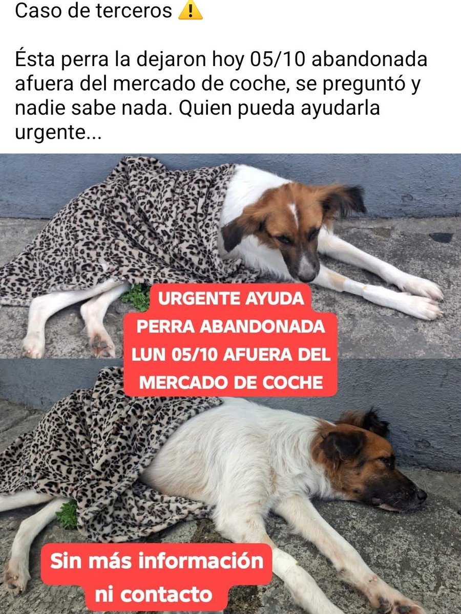 PerroUsuario's tweet photo. Necesita resguardo URGENTEEEE. Caracas https://t.co/ILDVnMZyRh
