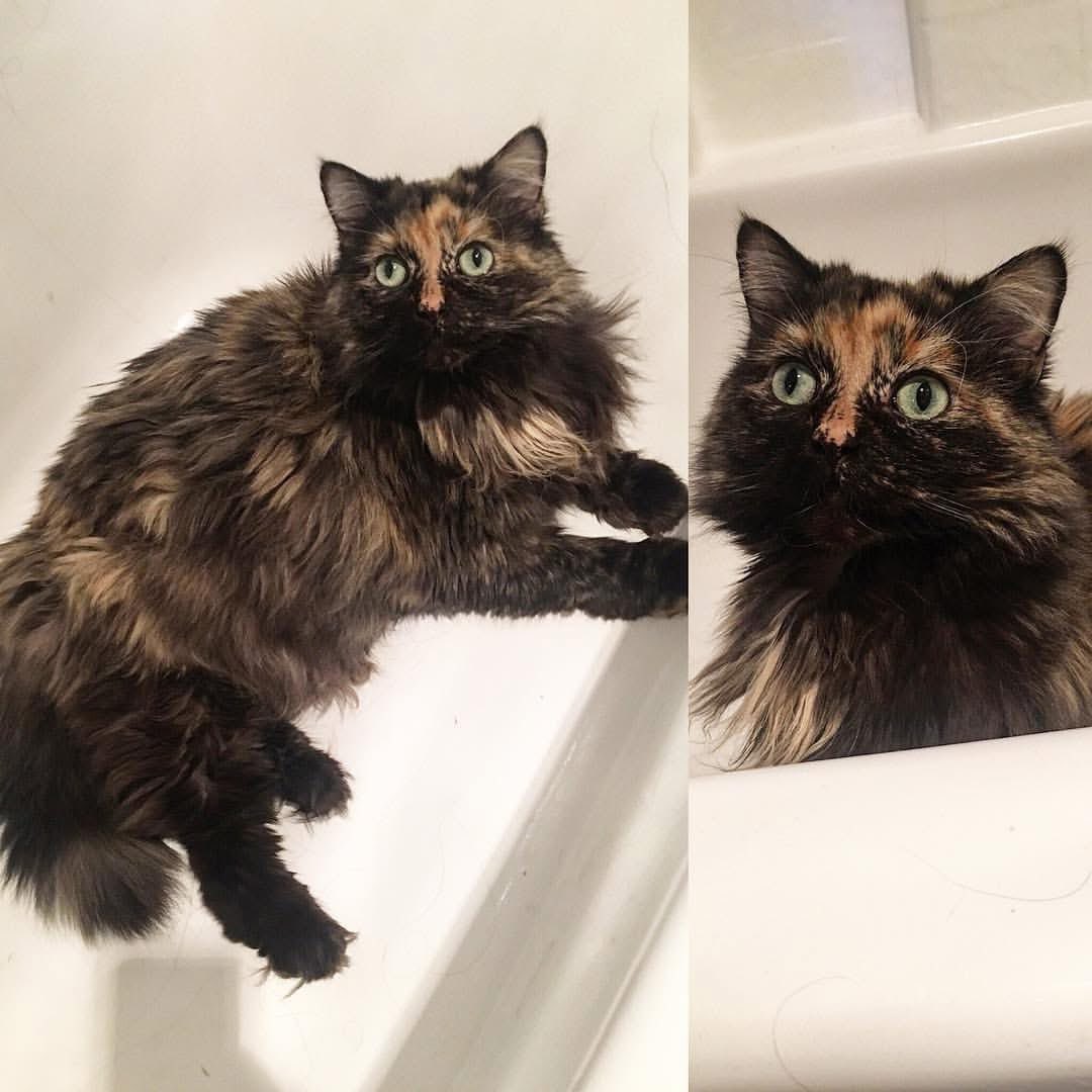 ClaireMax's tweet photo. Timeline cleanse. Here’s my cat in the bathtub https://t.co/8LNsS4gIsG