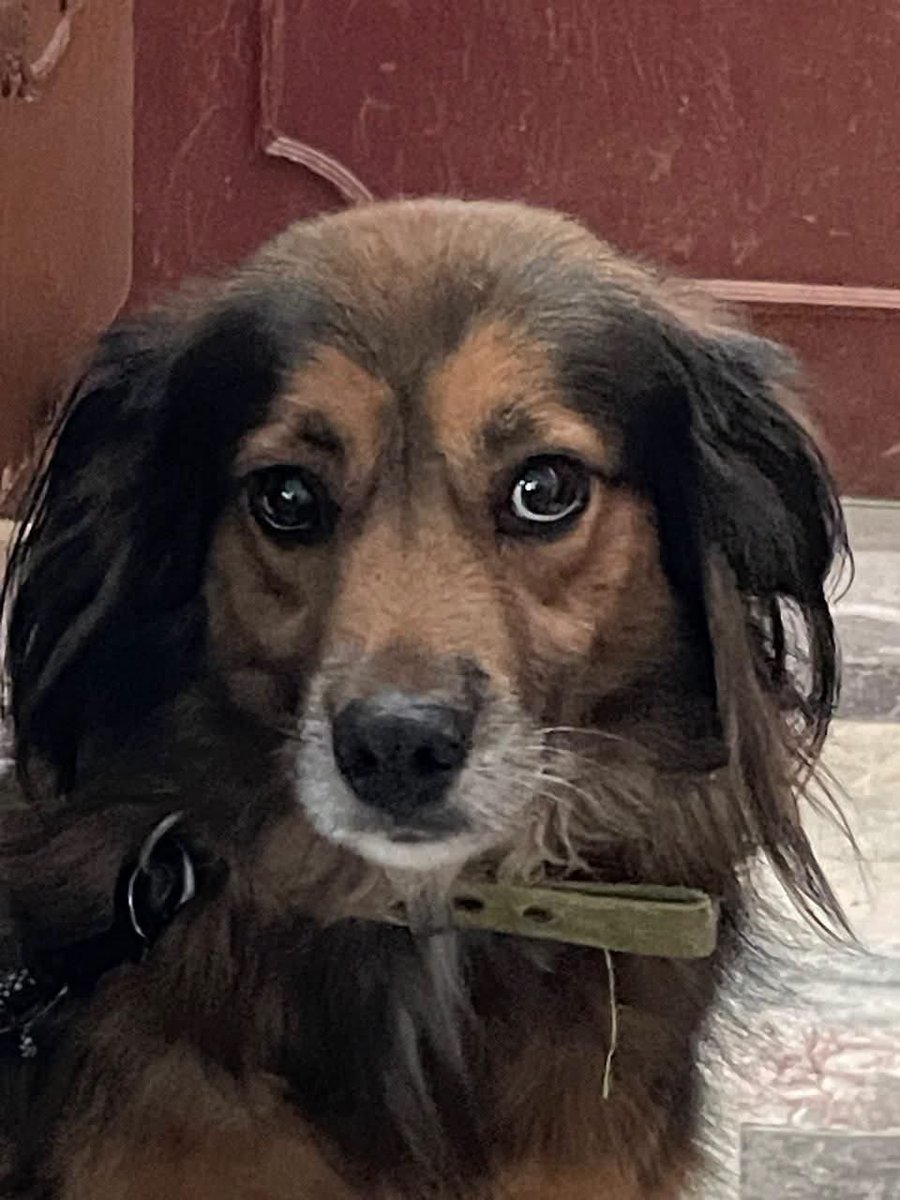 RescateAnimal's tweet photo. 🟢🥺 LUCY LLEVA 6 AÑOS EN VISTO

¿Quieres adoptarla?
☎️ Lomitos al Rescate 
https://t.co/afYJc4FGdB

Comparte para que esta vez aparezca:
✓✓ LEÍDO POR SU FAMILIA. 👨‍👩‍👦‍👦💚🐾 https://t.co/5pBSirr9yv
