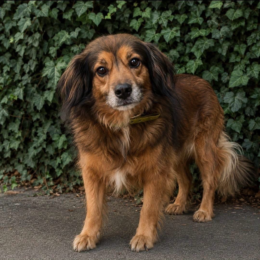 RescateAnimal's tweet photo. 🟢🥺 LUCY LLEVA 6 AÑOS EN VISTO

¿Quieres adoptarla?
☎️ Lomitos al Rescate 
https://t.co/afYJc4FGdB

Comparte para que esta vez aparezca:
✓✓ LEÍDO POR SU FAMILIA. 👨‍👩‍👦‍👦💚🐾 https://t.co/5pBSirr9yv