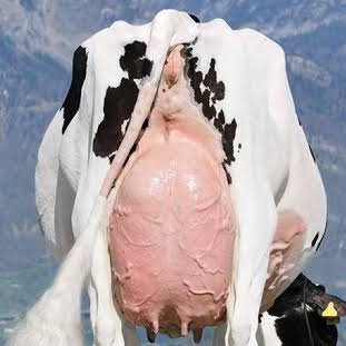 Daysmom78's tweet photo. كس امي لبقرة  يشتغل من شهوة 🐄🐄
https://t.co/QMFYBe0dzj https://t.co/bcu8Q2Ti4O
