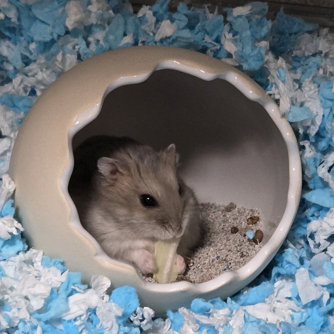 A small, fluffy light-colored hamster sits inside a round ceramic hideout filled with bedding, eating a small piece of food while surrounded by blue and white paper shreds.