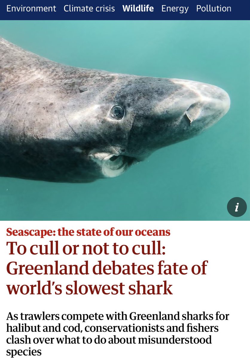 nvolpewild's tweet photo. Culling sharks that live to 400 years old because of fishing competition??? 
What the hell is WRONG with humans? 😡 https://t.co/ZgUTQ6c4qi