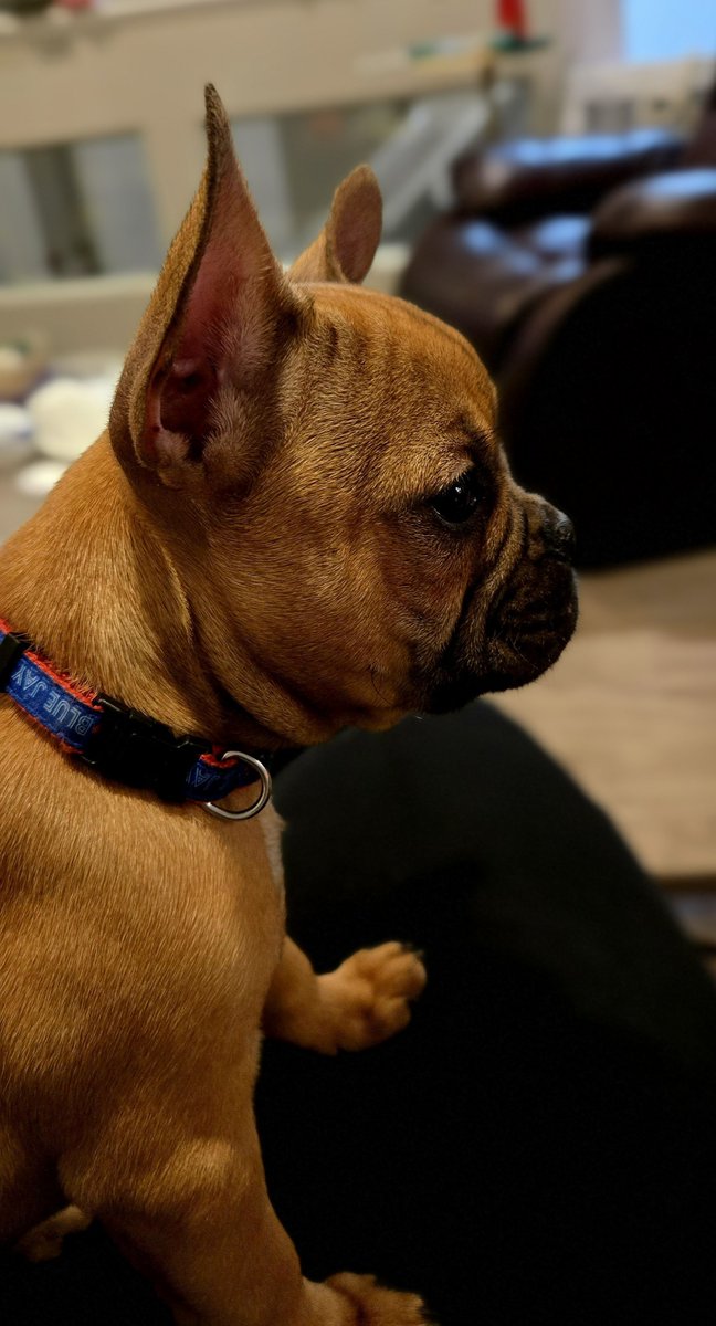 JaniceOwen's tweet photo. Isn't he the cutest??
I'm so in love.
#Frenchton
#ErnieClement
#MyBoy https://t.co/utgHUeB5Pe
