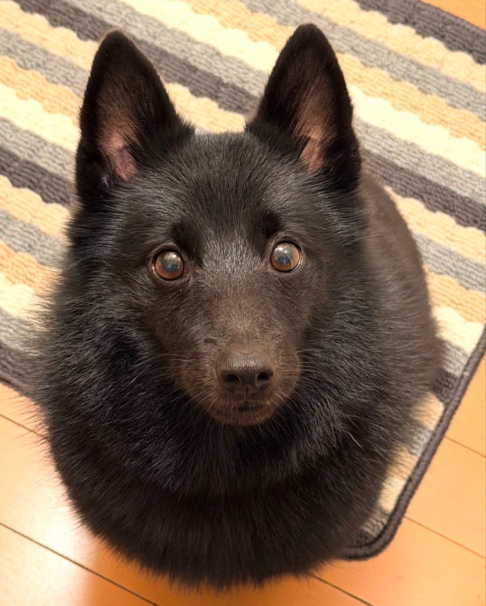 gomame0210's tweet photo. 今朝はお見送り隊👀✨
じぃじばぁばと仲良くお留守番がんばるでしゅ！
火曜日！みなさんもがんばってくだしゃいね🦭💕
#スキッパーキ https://t.co/NChx3asBG5