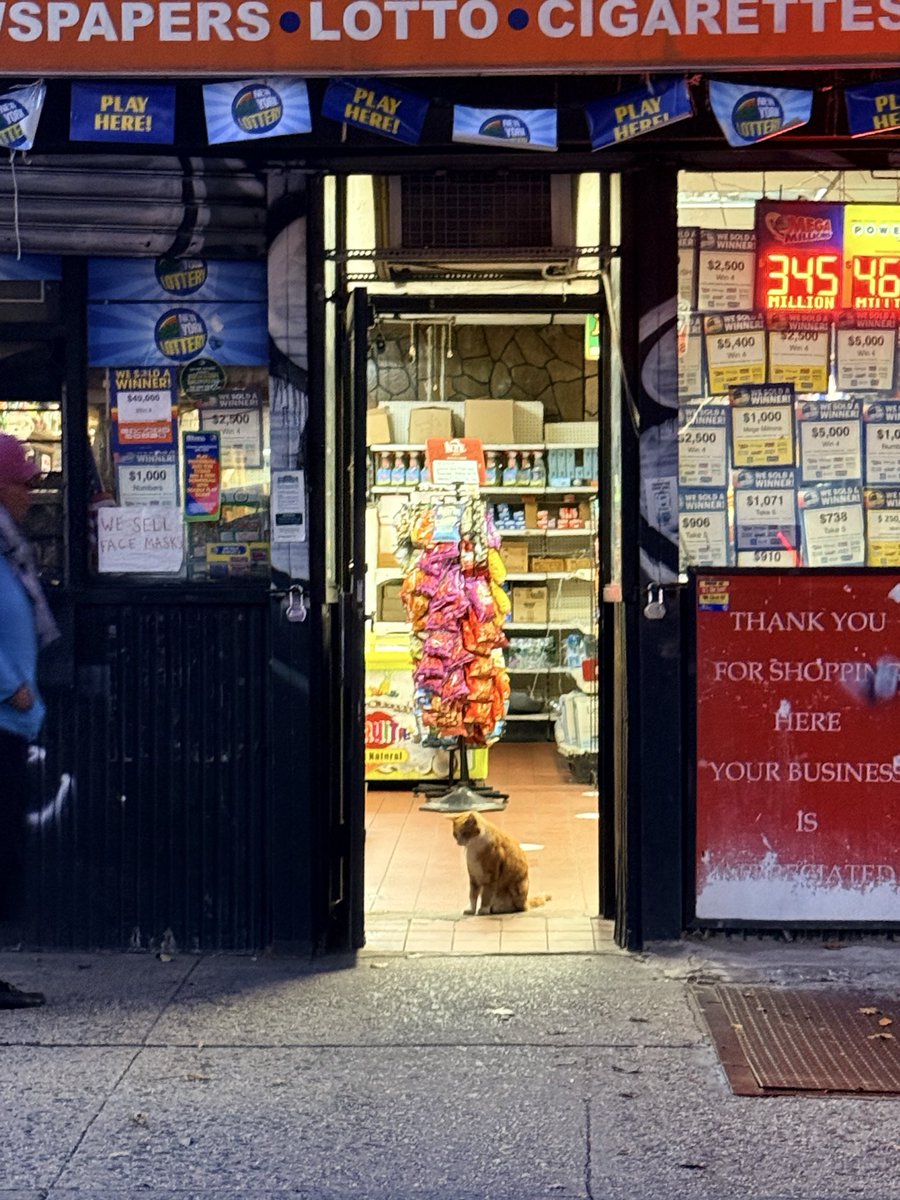 BebeRexha's tweet photo. Bodega Kitty by me. https://t.co/lbIypGPQnv