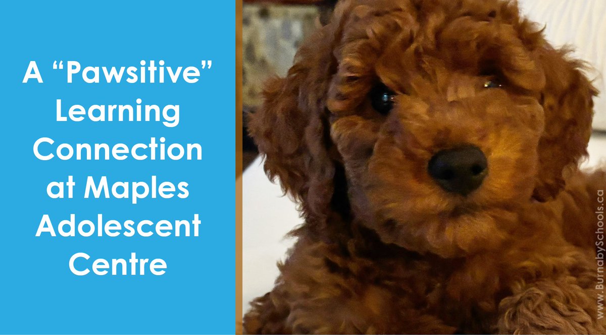 burnabyschools's tweet photo. Meet Mr Ruggles, the latest member of the team at a Provincial Resource Program administered by #BurnabySchools. Students at Maples School Program were introduced to the puppy last month. Learn how, despite his small size, he's already having a big impact: https://t.co/z2ENN7TA1G https://t.co/8zUmAClskT