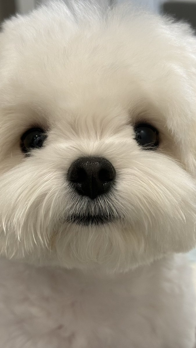 dodo_251111's tweet photo. 안농하데요 뭉탱이 웅니들 죤아침. https://t.co/zhCwAr02o5