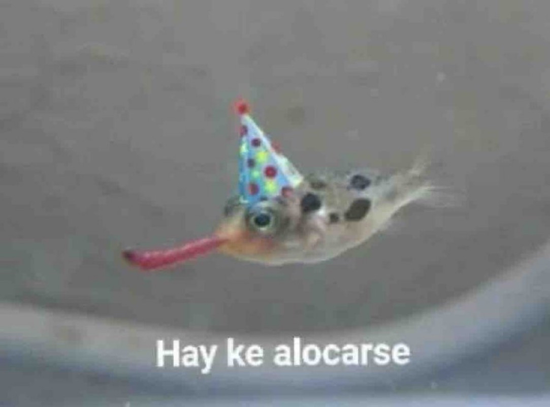 Guarromantico_'s tweet photo. *Yo en mi cumpleaños sin querer hacer nada*

En el cumpleaños de alguien más: https://t.co/VtUVz67Ogy