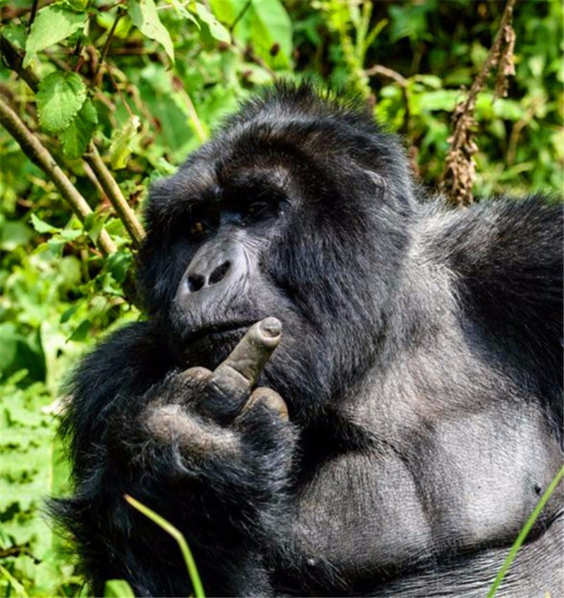 HaileyMillcj's tweet photo. Veo al orangután en el puesto, él me mira fijamente. https://t.co/5WD7CySoCP