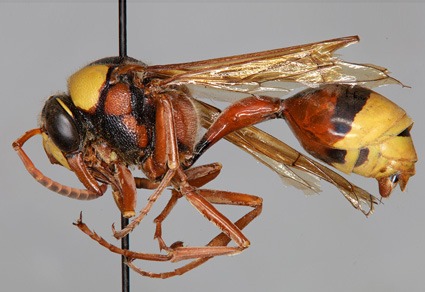 Zootaxa's tweet photo. Type specimens of the eumenine wasps (#Hymenoptera: #Vespidae: #EumeninaeSL) deposited in the Zoological Museum of the M.V. Lomonosov Moscow State University
#taxonomy
https://t.co/ooiMa85iNV https://t.co/wmqQjufqv2