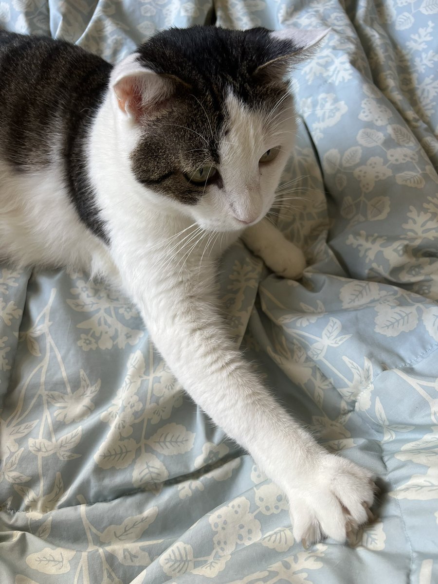 kuugachannel's tweet photo. おはクウガ
今日も1日、よろしくお願いします‼︎
#ねこ #クウガ
#おはヨハネ https://t.co/x4nsA45Srw
