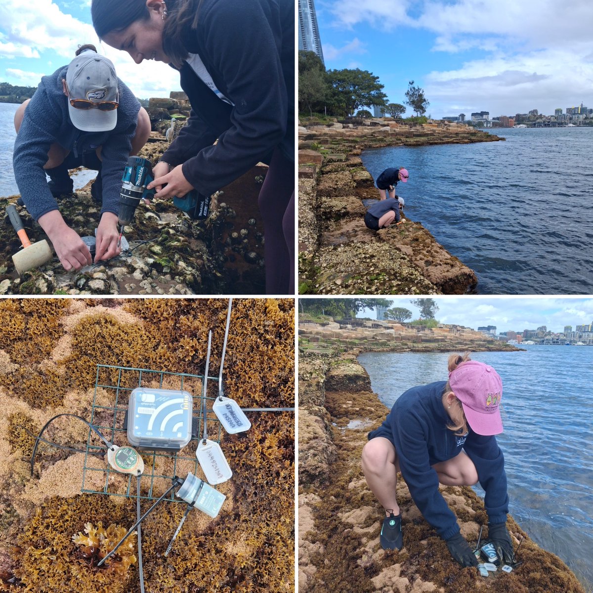 SEACSlab's tweet photo. 🌊 What pressures are shaping Sydney Harbour? With support from the James Kirby Foundation, we’re deploying light, temperature and acoustic loggers across rocky shores and seawalls to map ALAN, warming and underwater noise across this highly urbanised marine environment 🌐 https://t.co/IDZHQzv7WH