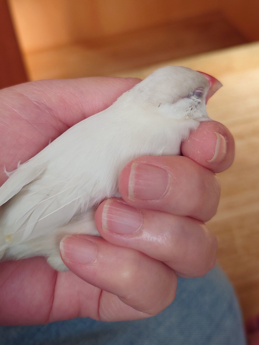 kotorifly's tweet photo. メルちゃんは
抱っこしてほしいとき
左手をくちばしで軽くツンツンする
＃文鳥　＃メルちゃん
＃クリームイノ文鳥 https://t.co/3cZ2D5fRaH
