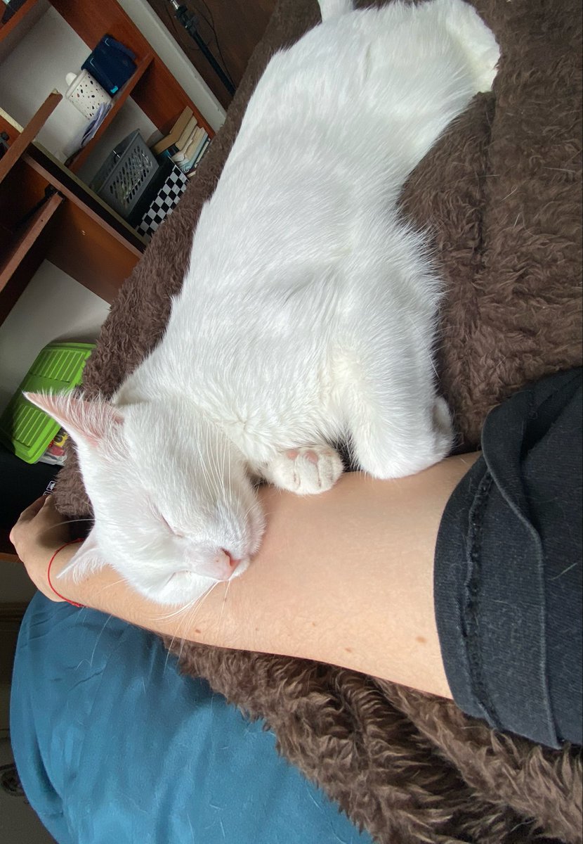sofixaugust's tweet photo. No me aceptaron en ningún grupo de gatos en silencio yo solo quería mostrar a mi hijo https://t.co/ihTuhCaFhu