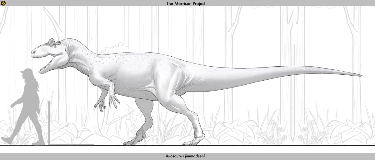 Dinosauria_RLSM's tweet photo. The remaining morrison animals and their designs made by @mug_ink with the help of our paleo advisor.  Allosaurus jimmadseni (along with a skin concept made by one of our skin designers.  big al anyone? https://t.co/OxoilmsPA1