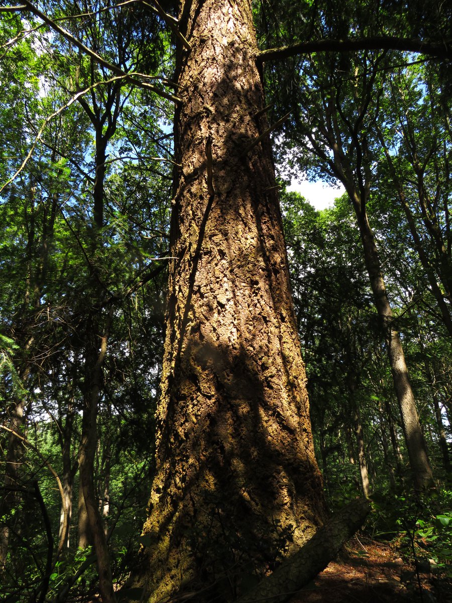 MatthewShute's tweet photo. Sunlight strikes the towering pine,
gossamer rays of gold, divine,
illuminating depths, design:
a monument &amp; nature's shrine
#ThickTrunkTuesday
🌿 🌳 🌟 🤍 https://t.co/Xej5QugY1r