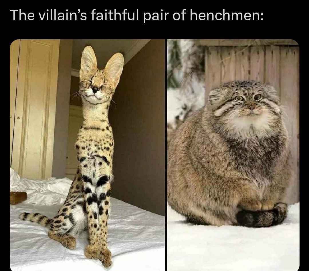 toroweenie's tweet photo. These two cats are very current/lltbp frikey to me I dunno why https://t.co/42DTxoj0OC