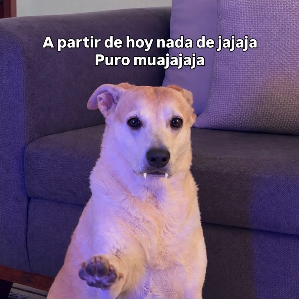 DiloConPerritos's tweet photo. *Llega Octubre*

Yo: 🧛‍♂️ https://t.co/CYDcDRUD5X