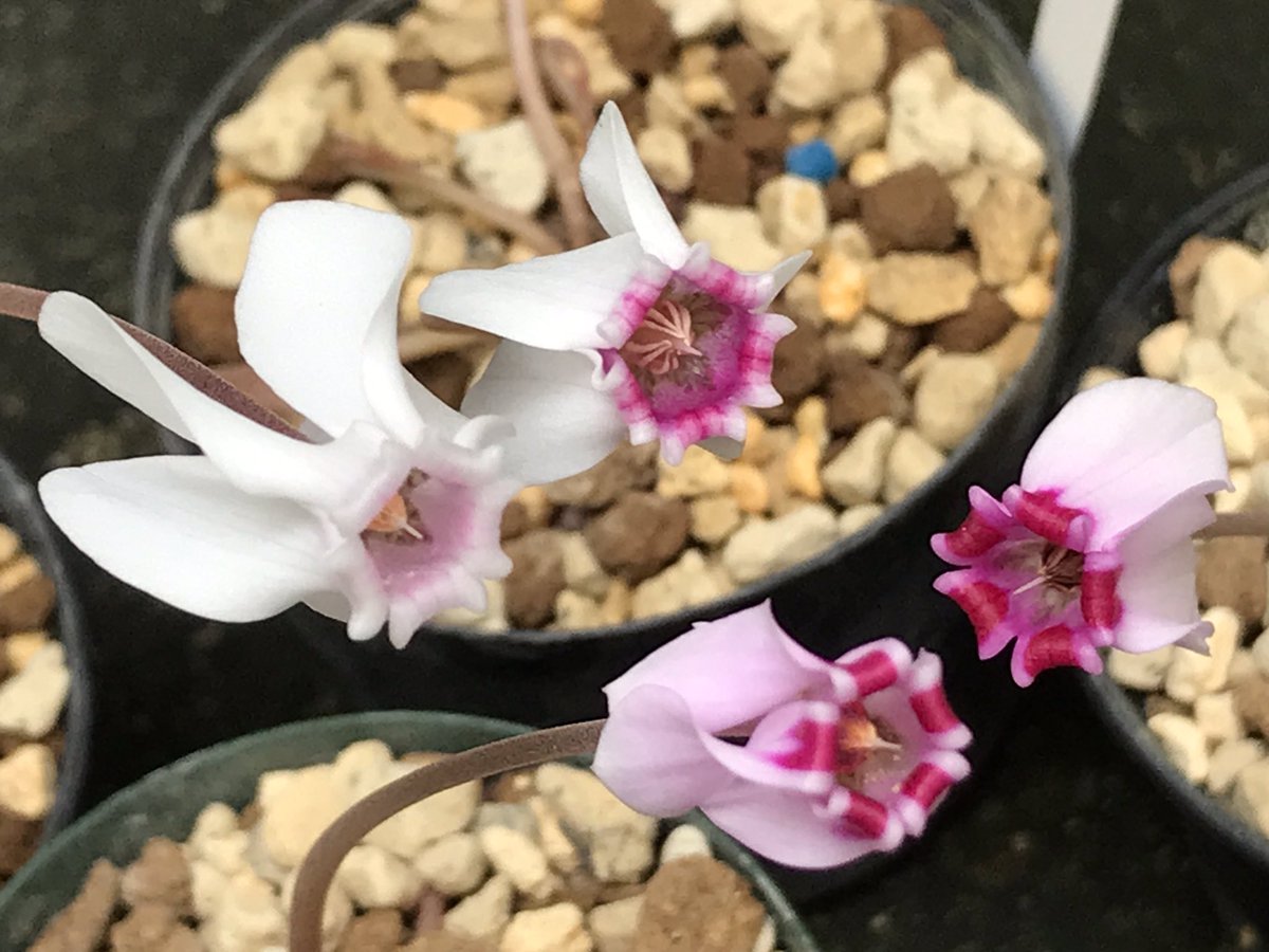 Ku52804473's tweet photo. #cyclamen
#hederifolium
2023.10.31播種 スタゲ✨
それぞれに違った花色で咲きました😻💕 https://t.co/sSNjL6Nj73