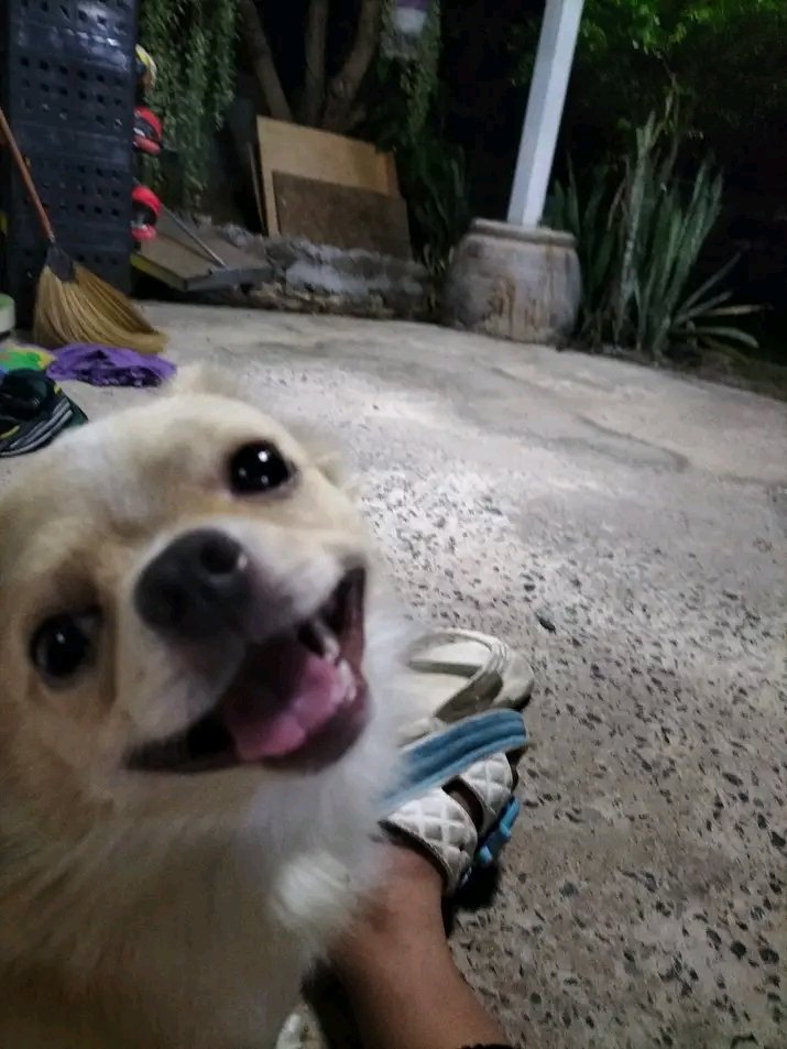retrock_'s tweet photo. 友達の家で飼われている豆腐ちゃん🐶
可愛い😍

#犬　#写真 https://t.co/4c1gfI8I4O