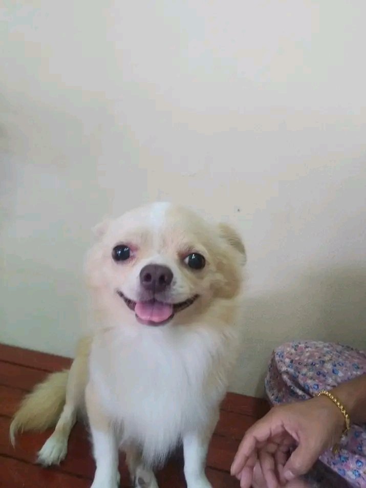 retrock_'s tweet photo. 友達の家で飼われている豆腐ちゃん🐶
可愛い😍

#犬　#写真 https://t.co/4c1gfI8I4O