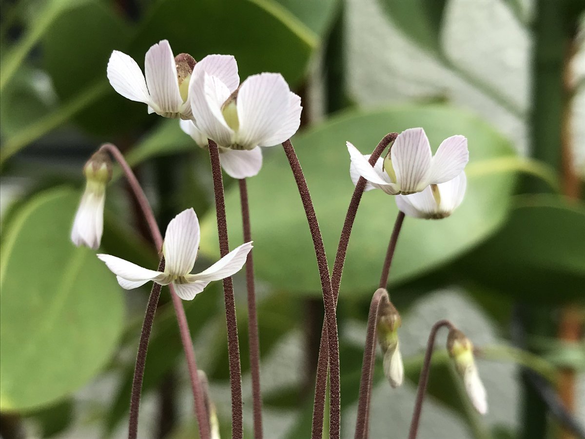 Ku52804473's tweet photo. #cyclamen
#インタベリカム
 次々と✨ https://t.co/WoWSupjgZ3