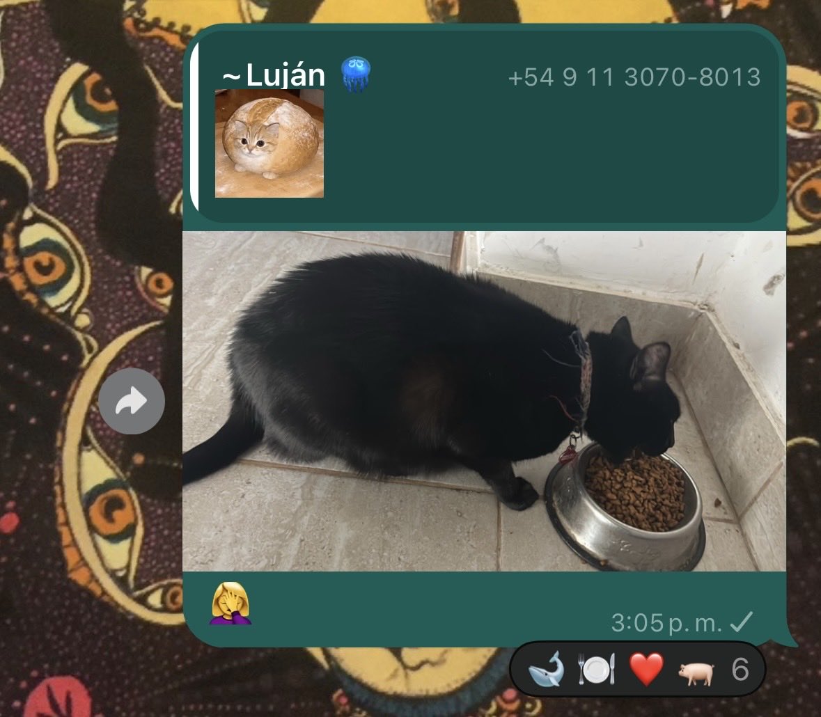 lourdsaveme's tweet photo. A mi gato le hacen fat shaming en un grupo de fotos de gatos https://t.co/UT2wli5z6E