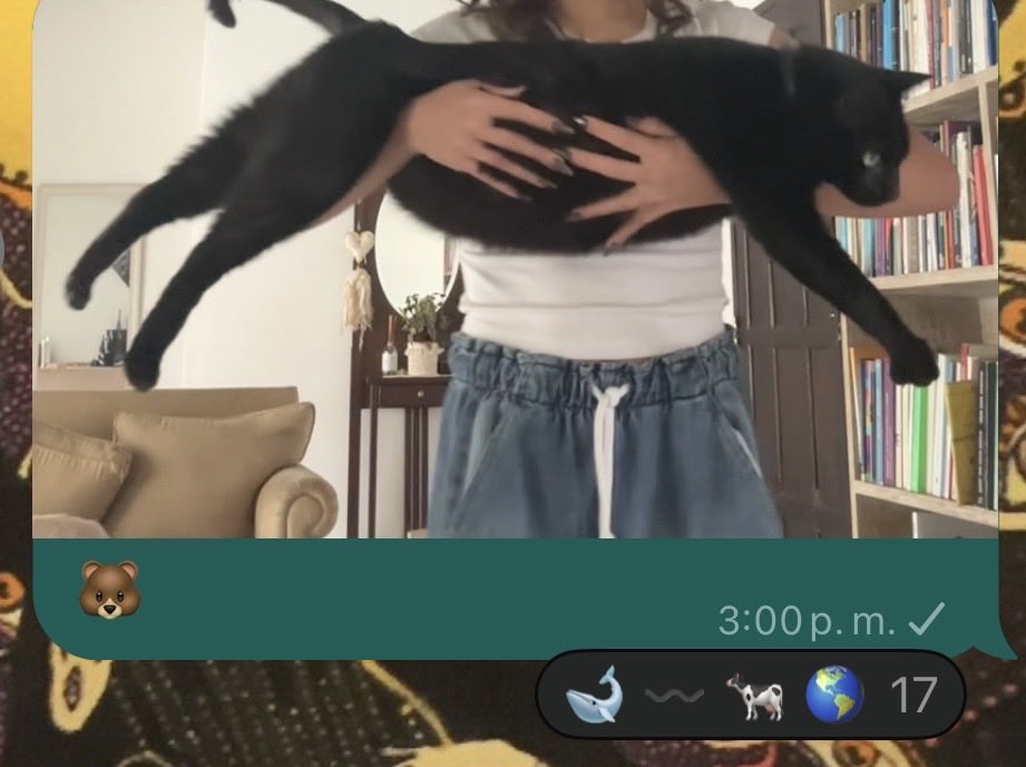 lourdsaveme's tweet photo. A mi gato le hacen fat shaming en un grupo de fotos de gatos https://t.co/UT2wli5z6E
