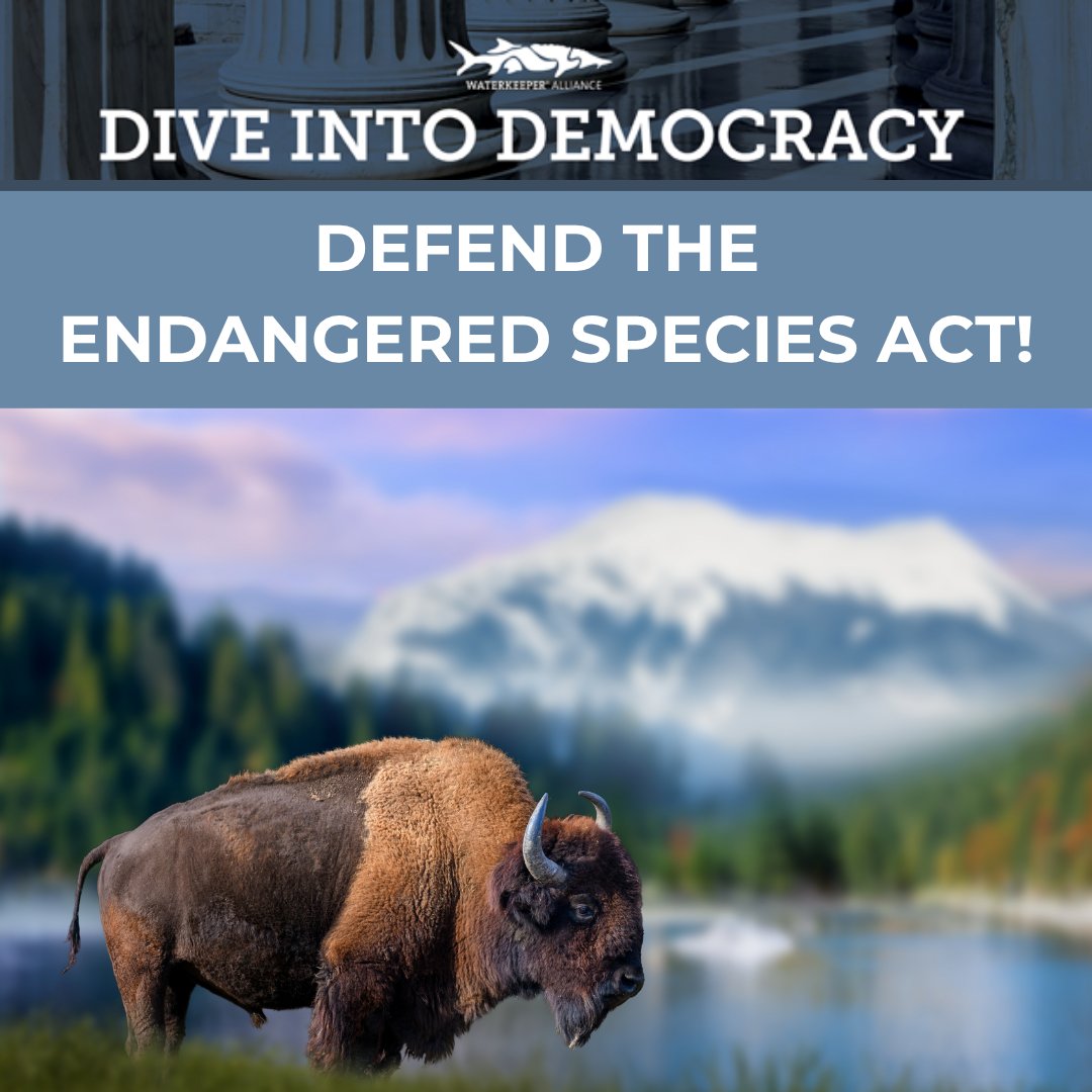 Waterkeeper's tweet photo. Recent changes to the federal definition of "harm" within the Endangered Species Act have left countless species and their habitats vulnerable. It's built upon the premise that a species can survive without its habitat. Not only is this in conflict with how the law has defined harm for decades, it is in conflict with basic common sense.

The good news is Congress is currently considering bills that would reverse this disastrous rule, and restore protection that has existed under the law.

Will you take a moment to urge Congress to protect endangered species and their habitats?https://t.co/NbMCbAwIBw