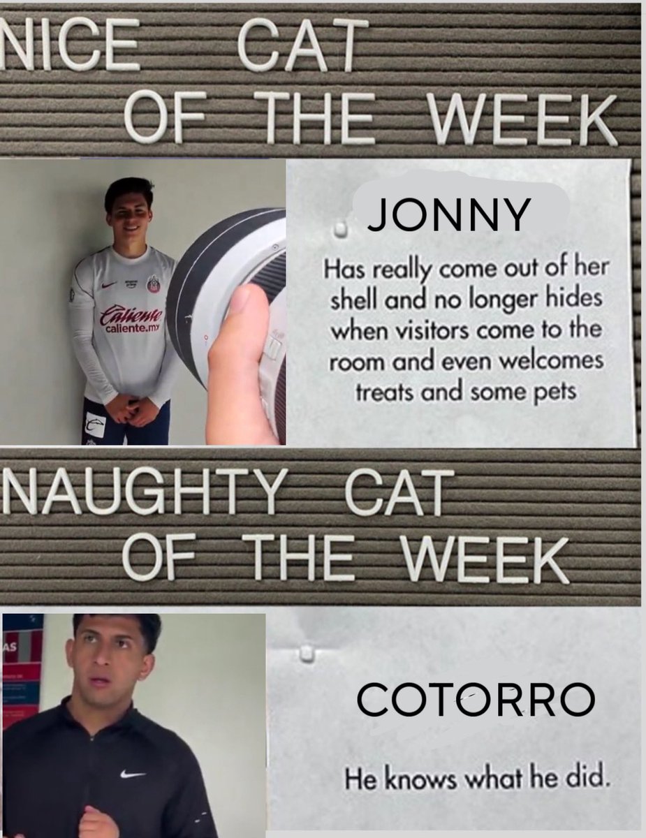 hormistoteles's tweet photo. nice cat and naughty cat of the week !!!! https://t.co/I8Amu9D6o8