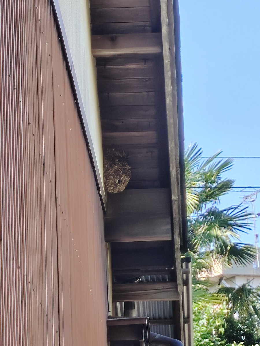 nekopopn's tweet photo. 初めてスズメバチ？に刺されました。急いで水で洗ったからそんなに腫れてない、痛いけど。蜂怖いよ🐝 https://t.co/zXPkQIu9d7