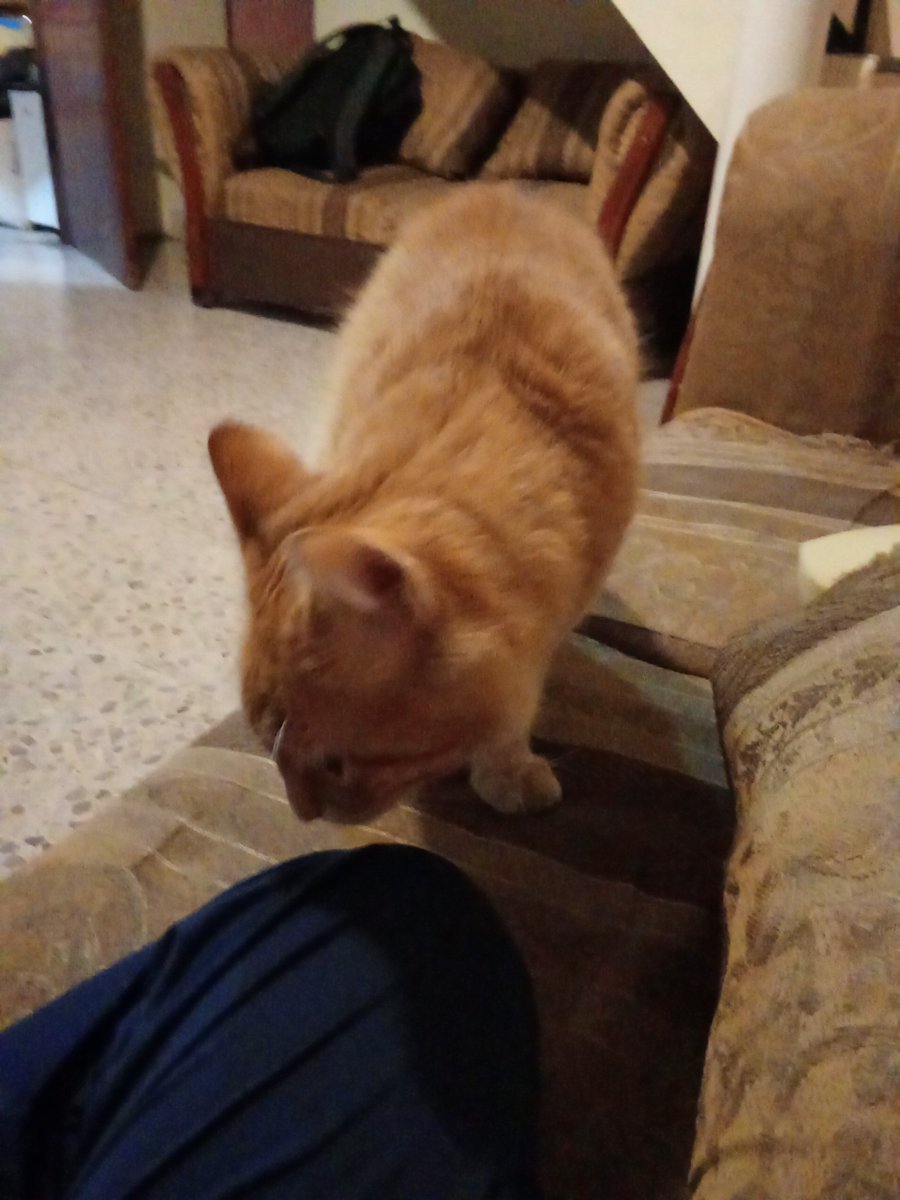 angel7jsa027's tweet photo. @thisbodyiswrong Hola aquí el otro celular de tu hermano menor, aquí está mi gatito https://t.co/peJssr2aBP