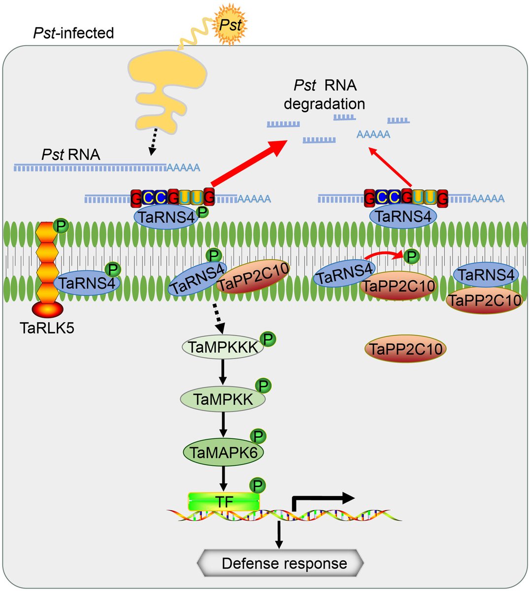 JIPBio's tweet photo. Stripe rust is a devastating pathogen of graminaceous #crops. Here, Wang et al. identify the S-like RNase TaRNS4 that positively regulates #wheat resistance to stripe rust by degrading the #RNA of Puccinia striiformis.
#OpenAccess
https://t.co/NuPxkGsJW2 @WileyLifeSci #PlantSci https://t.co/cdZYMb0j53