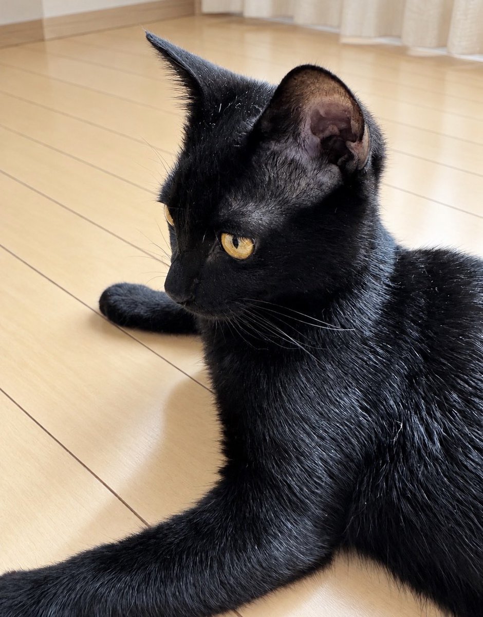 izutorarin tweet picture