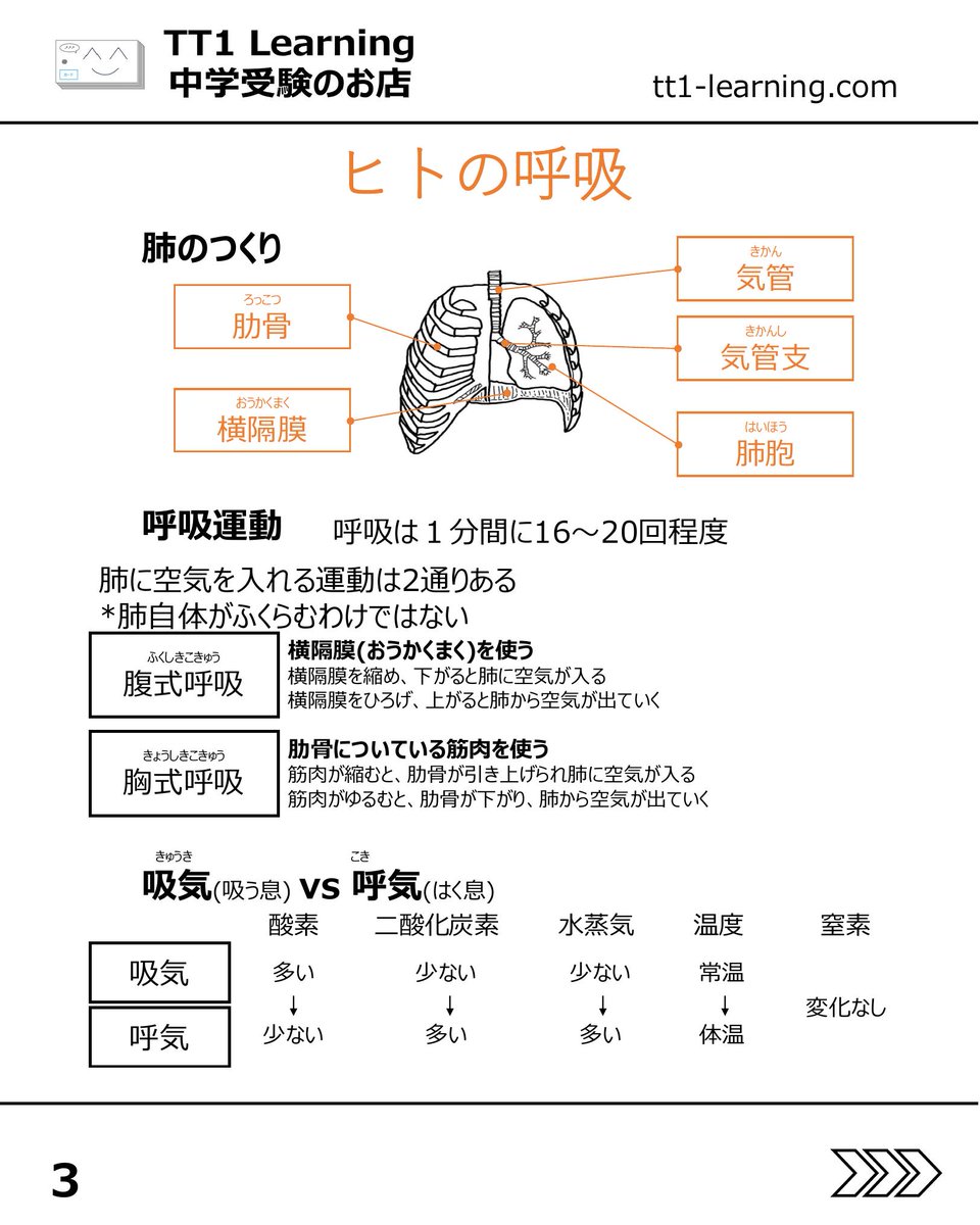 tt1Learning's tweet photo. 今回は予習シリーズ小5理科 第6回「ヒトと動物の呼吸・循環」です。

呼吸と循環の単元は、一見すると覚える言葉が多く、複雑に感じやすい内容です。
ただ、流れや仕組みをきちんと整理してしまえば、問題は比較的解きやすくなることが多い単元でもあります。

特に、心臓と肺の間をめぐる血液の流れと、心臓から全身へめぐる血液の流れは、この先も混ざりやすいポイントなので、違いを意識しながらしっかり押さえていきたいところです。

【ヒトの呼吸】
✓ 気管、気管支、肺胞の流れを押さえる
✓ 肺そのものではなく、横隔膜やろっ骨まわりの動きで呼吸する
✓ 吸う息と吐く息では、酸素と二酸化炭素の量が変わる

【心臓・血液・排出】
✓ 心臓は4つの部屋に分かれ、左心室が最も厚い
✓ 心臓と肺の間をめぐる血液の流れと、心臓から全身へめぐる血液の流れを整理する
✓ 赤血球、白血球、血小板、血しょうの役割を確認する
✓ 腎臓、ぼうこう、汗せんのはたらきも合わせて押さえる

【動物との比較】
✓ 魚類はエラ、昆虫は気門と気管、ほかの多くは肺呼吸
✓ 心臓のつくりは動物によって異なる

まずはヒトのしくみを軸にして、そこから動物との違いを重ねていくと整理しやすくなります。
あとで見返せるように、保存しておくのもおすすめです。

@tt1learning では、中学受験を伴走するご家族に寄り添う情報発信をしています。
また、日々の学習や塾のテスト対策として、単元に連動したオリジナルの暗記カードを制作・販売しています。
少しでも日々の負担を減らし、効率よく定着できるよう工夫を凝らしたカードです。

購入はこちら👉 https://t.co/ny076fh8jz

#中学受験 #中学受験2027 #中学受験2028 #中学受験2029 #呼吸と循環