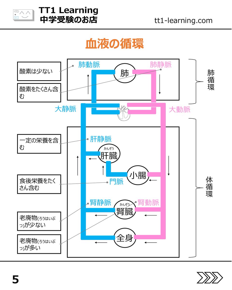 tt1Learning's tweet photo. 今回は予習シリーズ小5理科 第6回「ヒトと動物の呼吸・循環」です。

呼吸と循環の単元は、一見すると覚える言葉が多く、複雑に感じやすい内容です。
ただ、流れや仕組みをきちんと整理してしまえば、問題は比較的解きやすくなることが多い単元でもあります。

特に、心臓と肺の間をめぐる血液の流れと、心臓から全身へめぐる血液の流れは、この先も混ざりやすいポイントなので、違いを意識しながらしっかり押さえていきたいところです。

【ヒトの呼吸】
✓ 気管、気管支、肺胞の流れを押さえる
✓ 肺そのものではなく、横隔膜やろっ骨まわりの動きで呼吸する
✓ 吸う息と吐く息では、酸素と二酸化炭素の量が変わる

【心臓・血液・排出】
✓ 心臓は4つの部屋に分かれ、左心室が最も厚い
✓ 心臓と肺の間をめぐる血液の流れと、心臓から全身へめぐる血液の流れを整理する
✓ 赤血球、白血球、血小板、血しょうの役割を確認する
✓ 腎臓、ぼうこう、汗せんのはたらきも合わせて押さえる

【動物との比較】
✓ 魚類はエラ、昆虫は気門と気管、ほかの多くは肺呼吸
✓ 心臓のつくりは動物によって異なる

まずはヒトのしくみを軸にして、そこから動物との違いを重ねていくと整理しやすくなります。
あとで見返せるように、保存しておくのもおすすめです。

@tt1learning では、中学受験を伴走するご家族に寄り添う情報発信をしています。
また、日々の学習や塾のテスト対策として、単元に連動したオリジナルの暗記カードを制作・販売しています。
少しでも日々の負担を減らし、効率よく定着できるよう工夫を凝らしたカードです。

購入はこちら👉 https://t.co/ny076fh8jz

#中学受験 #中学受験2027 #中学受験2028 #中学受験2029 #呼吸と循環