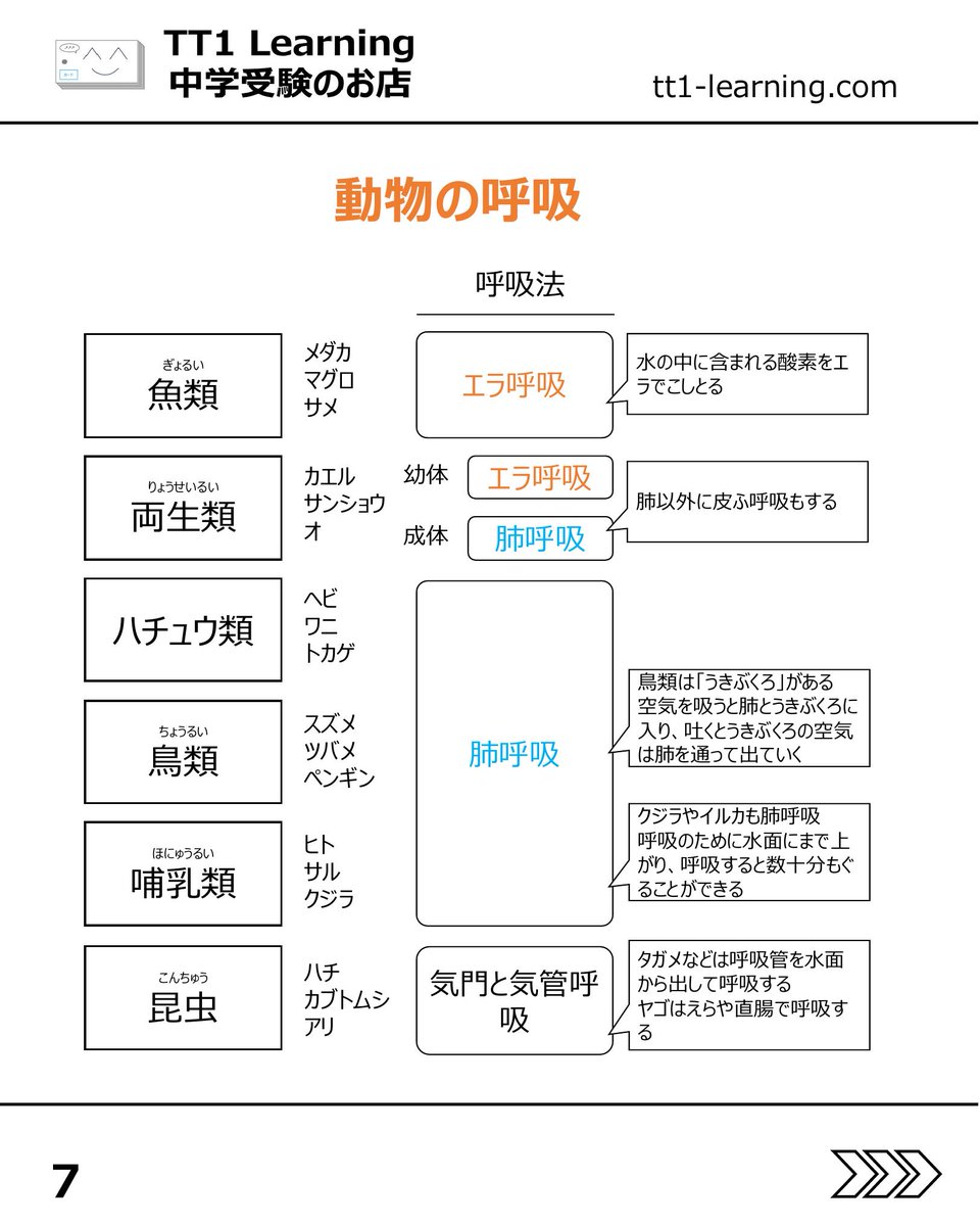 tt1Learning's tweet photo. 今回は予習シリーズ小5理科 第6回「ヒトと動物の呼吸・循環」です。

呼吸と循環の単元は、一見すると覚える言葉が多く、複雑に感じやすい内容です。
ただ、流れや仕組みをきちんと整理してしまえば、問題は比較的解きやすくなることが多い単元でもあります。

特に、心臓と肺の間をめぐる血液の流れと、心臓から全身へめぐる血液の流れは、この先も混ざりやすいポイントなので、違いを意識しながらしっかり押さえていきたいところです。

【ヒトの呼吸】
✓ 気管、気管支、肺胞の流れを押さえる
✓ 肺そのものではなく、横隔膜やろっ骨まわりの動きで呼吸する
✓ 吸う息と吐く息では、酸素と二酸化炭素の量が変わる

【心臓・血液・排出】
✓ 心臓は4つの部屋に分かれ、左心室が最も厚い
✓ 心臓と肺の間をめぐる血液の流れと、心臓から全身へめぐる血液の流れを整理する
✓ 赤血球、白血球、血小板、血しょうの役割を確認する
✓ 腎臓、ぼうこう、汗せんのはたらきも合わせて押さえる

【動物との比較】
✓ 魚類はエラ、昆虫は気門と気管、ほかの多くは肺呼吸
✓ 心臓のつくりは動物によって異なる

まずはヒトのしくみを軸にして、そこから動物との違いを重ねていくと整理しやすくなります。
あとで見返せるように、保存しておくのもおすすめです。

@tt1learning では、中学受験を伴走するご家族に寄り添う情報発信をしています。
また、日々の学習や塾のテスト対策として、単元に連動したオリジナルの暗記カードを制作・販売しています。
少しでも日々の負担を減らし、効率よく定着できるよう工夫を凝らしたカードです。

購入はこちら👉 https://t.co/ny076fh8jz

#中学受験 #中学受験2027 #中学受験2028 #中学受験2029 #呼吸と循環