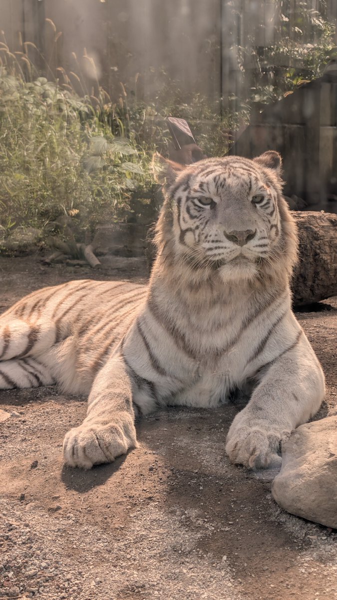 bluediamondcabl's tweet photo. 第2で月タイガー🐯が覗きに来た時以外、ずっと横になってたシロップタイガー🐯

飼育員さん達が来たらスンッと
"綺麗に撮るのよ☆"と近い場所で本当に可愛く綺麗なポーズとりだした。
『可愛いー☆いいファイルにできそうよーシロップ』

私にもおこぼれ📸チャンス
 #伊豆アニマルキングダム https://t.co/VZkkpol3ER