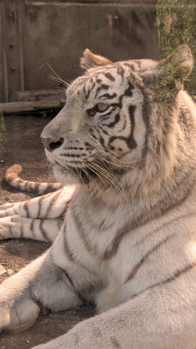 bluediamondcabl's tweet photo. 第2で月タイガー🐯が覗きに来た時以外、ずっと横になってたシロップタイガー🐯

飼育員さん達が来たらスンッと
"綺麗に撮るのよ☆"と近い場所で本当に可愛く綺麗なポーズとりだした。
『可愛いー☆いいファイルにできそうよーシロップ』

私にもおこぼれ📸チャンス
 #伊豆アニマルキングダム https://t.co/VZkkpol3ER