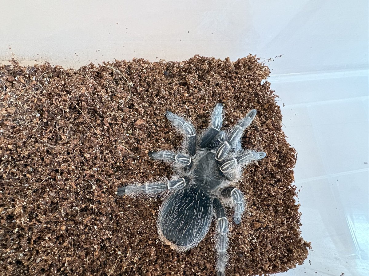 hachu_kichu's tweet photo. コスタリカンゼブラレッグ
Aphonopelma seemanni

通常の子とブルーの子🖤🩵
ゼブレって幼い時は青くて成長につれて黒くなんのね😳
それが知れてどちらの良さもわかっただけでもこの子を飼う価値がある❣️
成長は遅いけど餌食いヨシ👉

#奇蟲
#タランチュラ
#コスタリカンゼブラレッグ https://t.co/fxzKmeM2DN